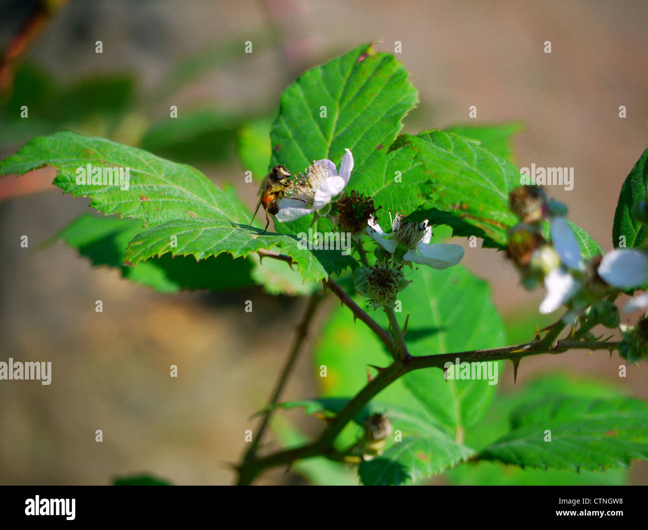 Hairy bush fruit High Resolution Stock Photography and Images - Alamy