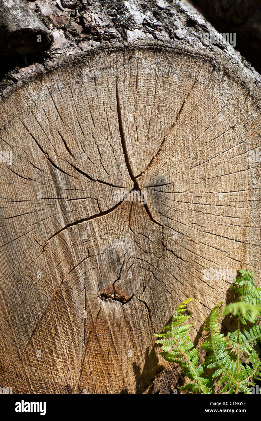 Oak tree Stock Photo