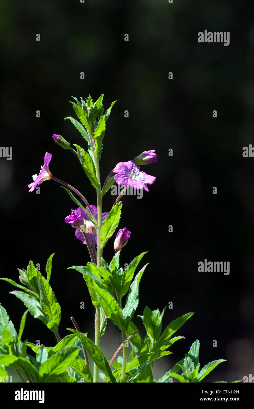 Great Willowherb, Epilobium hirsutum Stock Photo