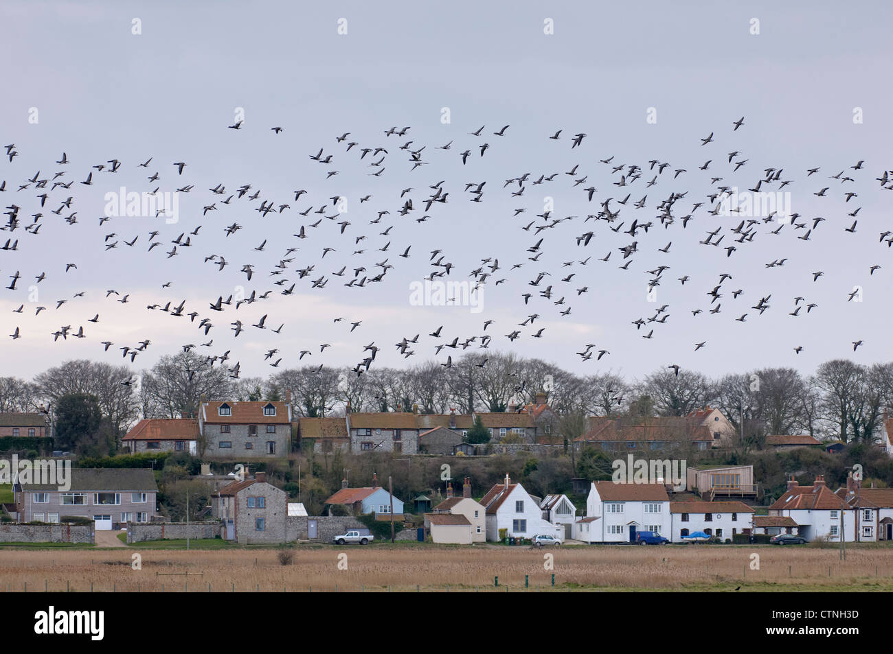 Flock of dark-bellied brent geese (Branta bernicla bernicla) in flight above the village of Cley-next-Sea in north Norfolk. Stock Photo