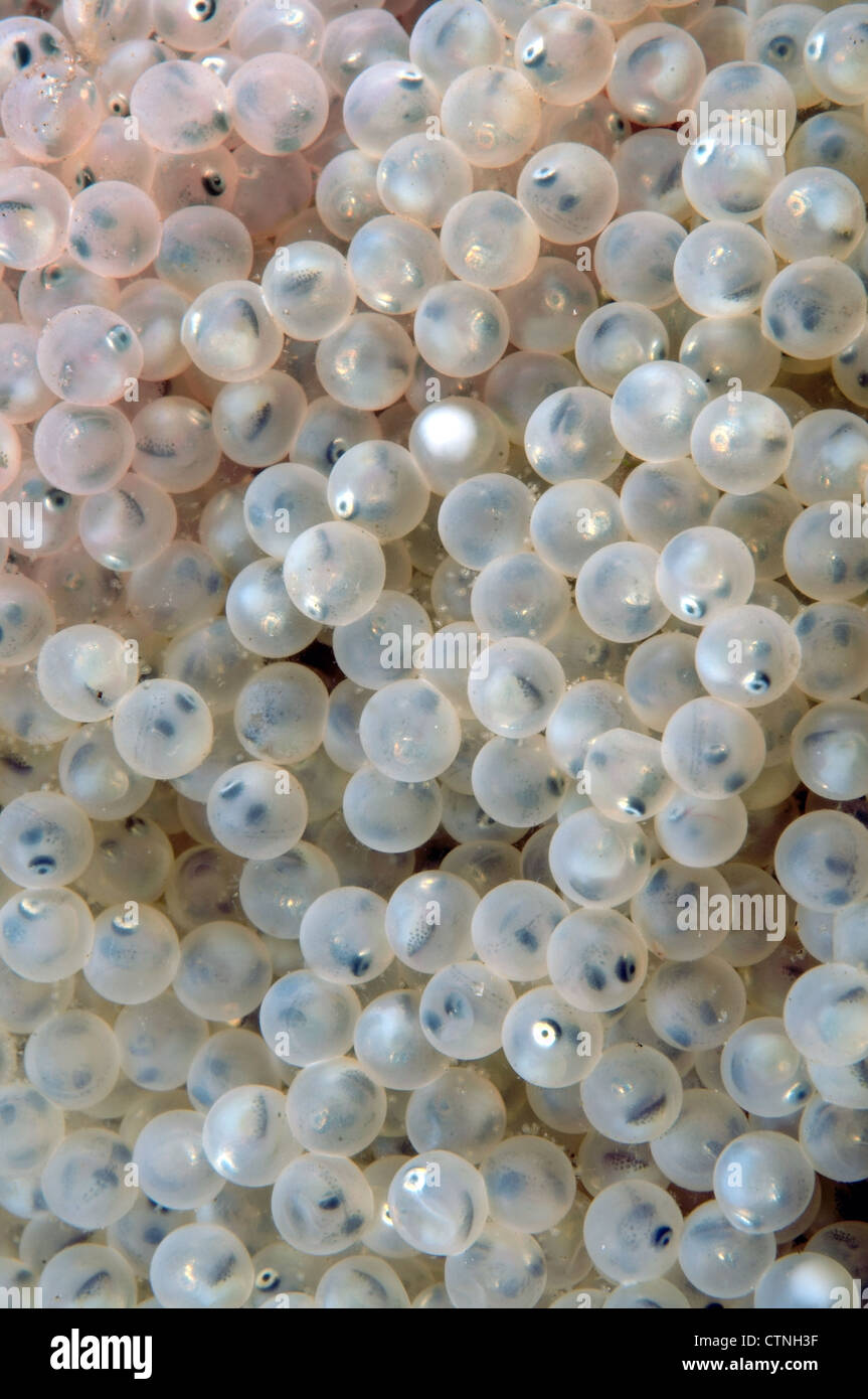 White caviar background. Fertilized caviar of freshwater goby fish, Baikal Lake, Siberia, Russian Federation, Eurasia Stock Photo