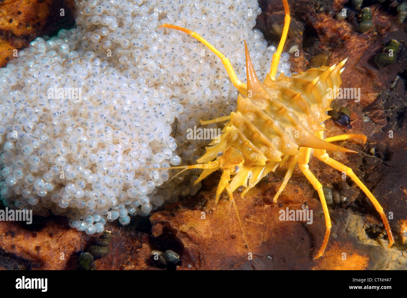 gammarus (Acanthogammarus victorii) and fish eggs, Baikal Lake, Siberia Russia Stock Photo