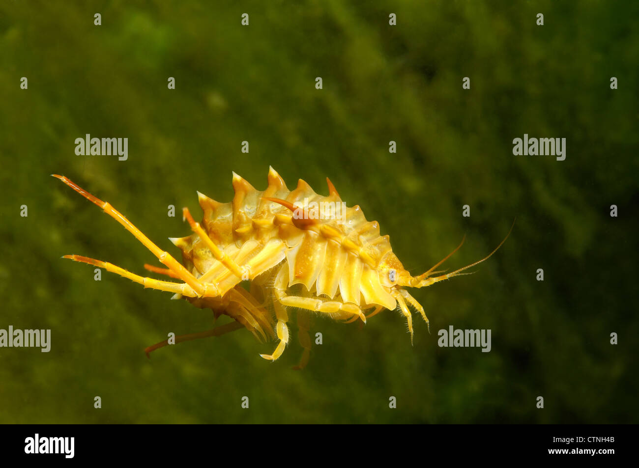 Gammarus Fish gammarus (Acanthogammarus victorii) and fish eggs, Baikal Lake, Siberia ...