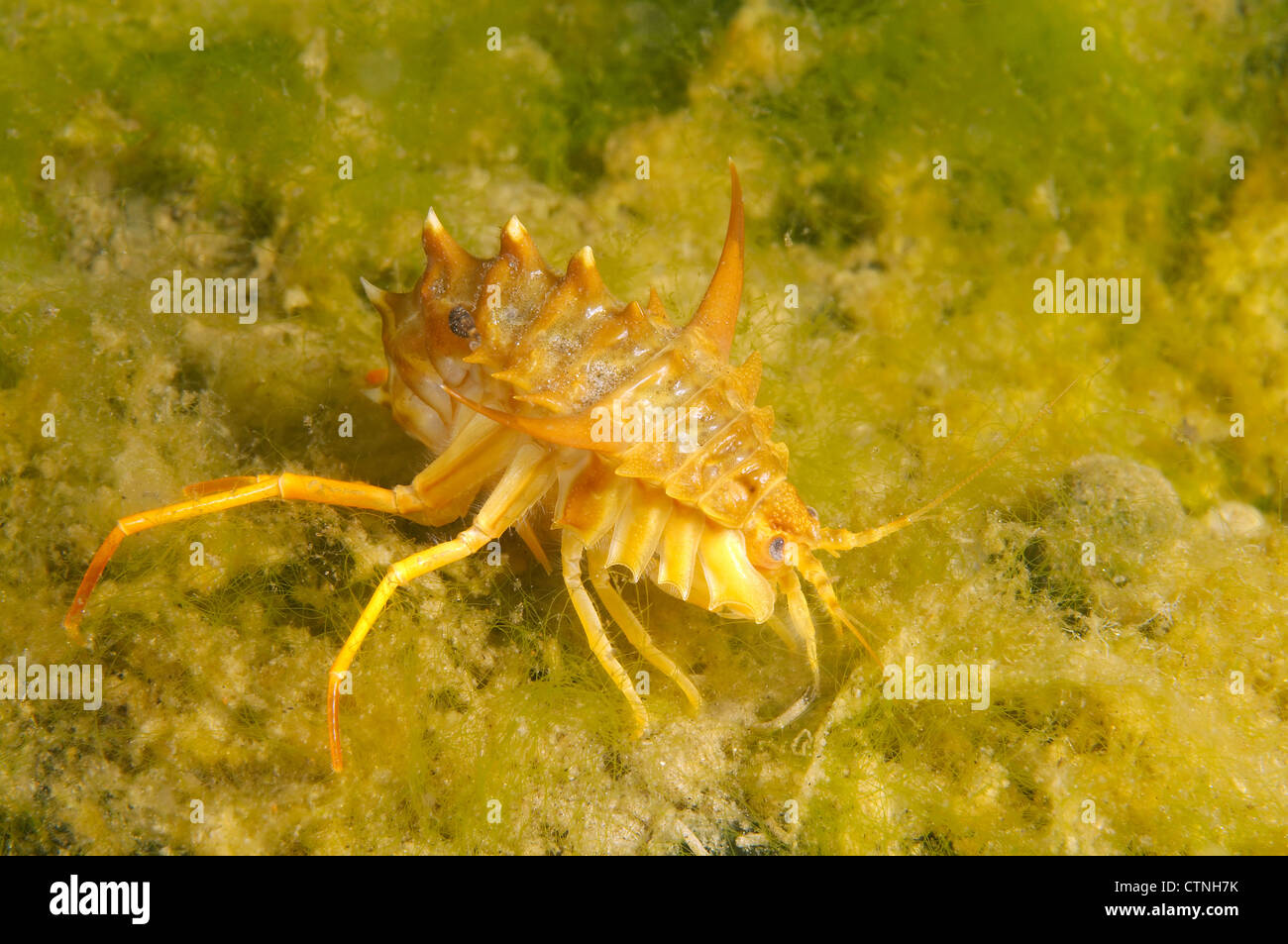 Gammarus Fish gammarus (Acanthogammarus victorii) and fish eggs, Baikal Lake, Siberia ...
