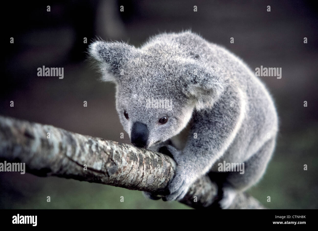 A koala climbs a tree branch using the opposing thumbs on his front ...