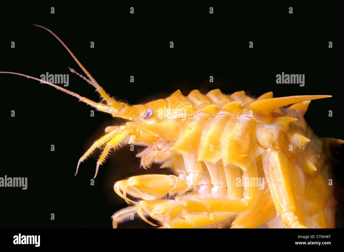 Gammarus Fish gammarus (Acanthogammarus victorii) and fish eggs, Baikal Lake, Siberia ...