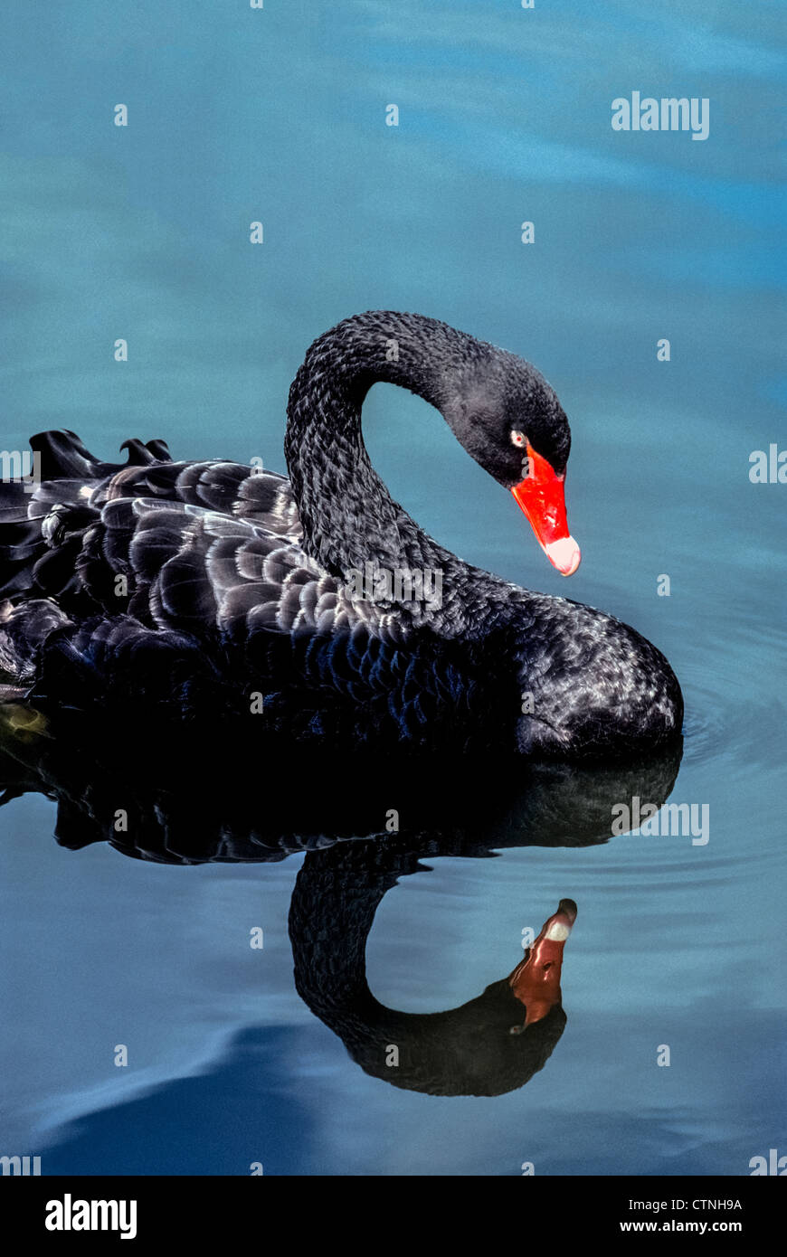 A quiet lake makes a reflection of a floating Black Swan, an exotic waterfowl marked by a bright red bill with a white band near its tip. Stock Photo