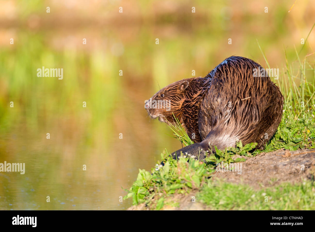 Beaver; Castor fiber; captive; UK Stock Photo