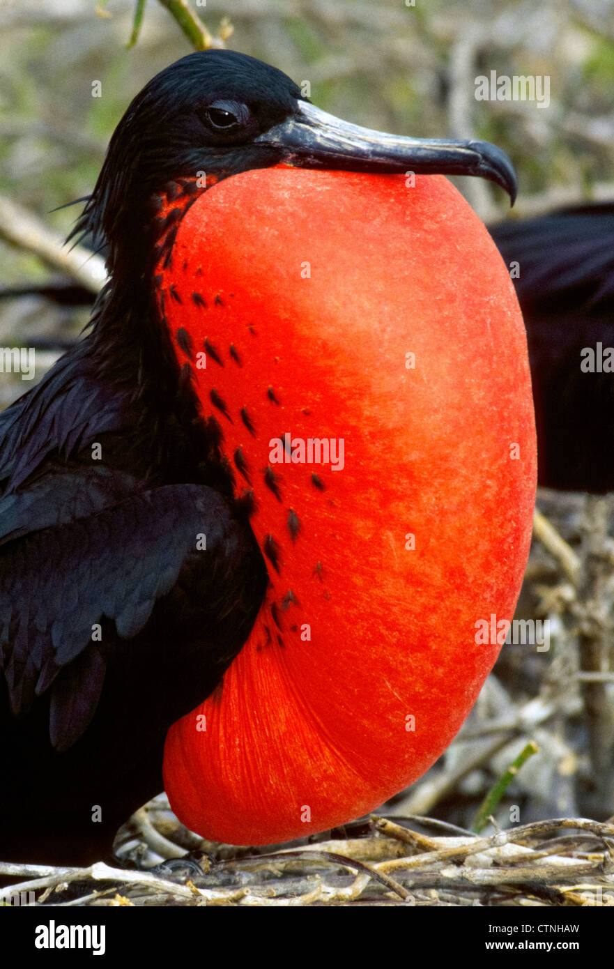 A Magnificent Frigatebird displays his inflated red throat pouch during courtship at a nesting site in the Galapagos islands of Ecuador. Stock Photo
