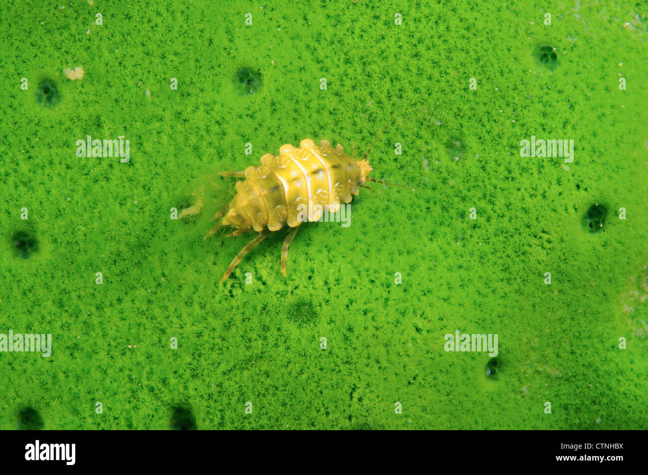 Baikalian amphipod (Amphipoda) on Baikalian sponges, Lake Baikal, Siberia, Russian Federation, Eurasia. Stock Photo