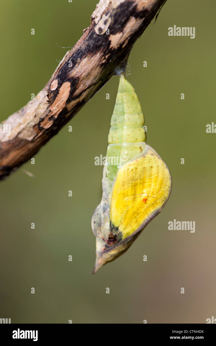 Brimstone Butterfly; Gonepteryx rhamni; chrysalis; UK Stock Photo