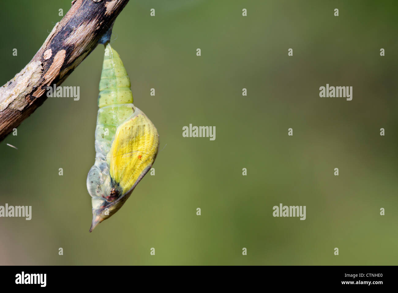 Brimstone Butterfly; Gonepteryx rhamni; chrysalis; UK Stock Photo Alamy