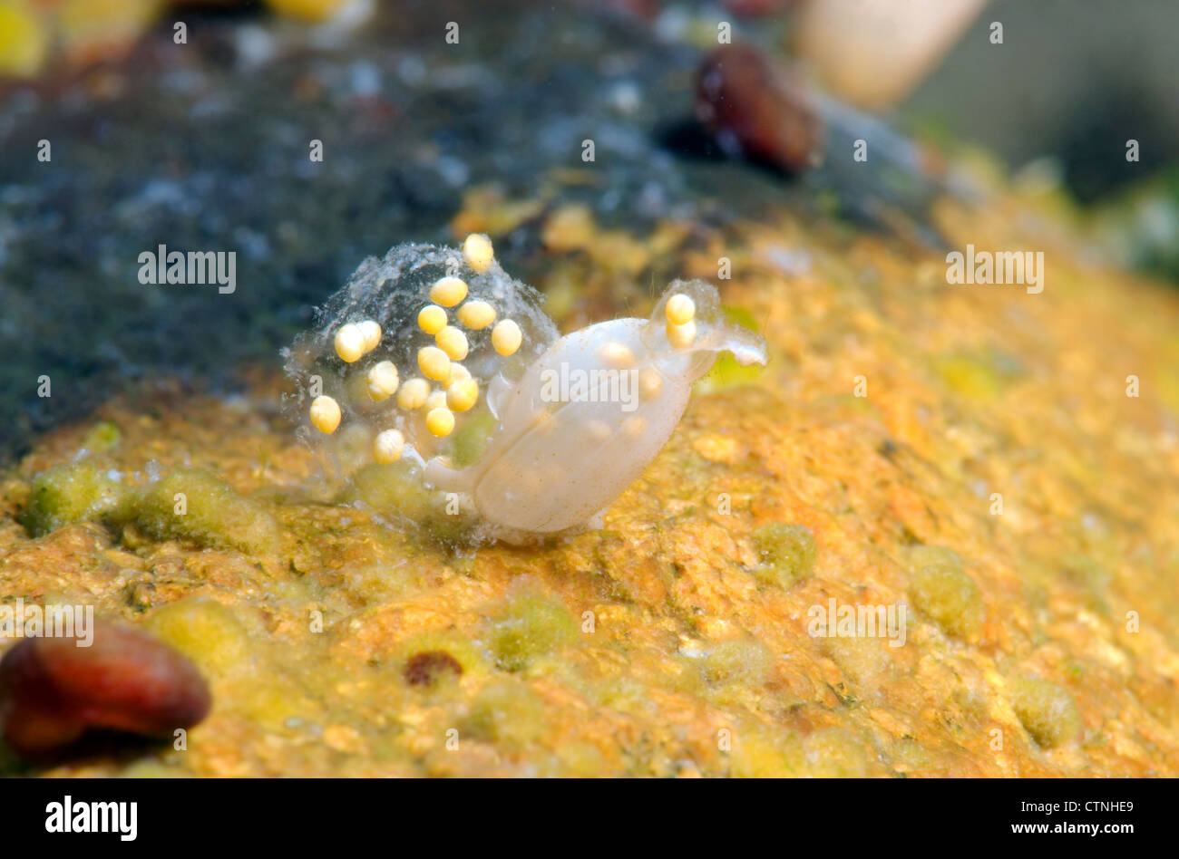 Caviar fresh water snail hires stock photography and images Alamy