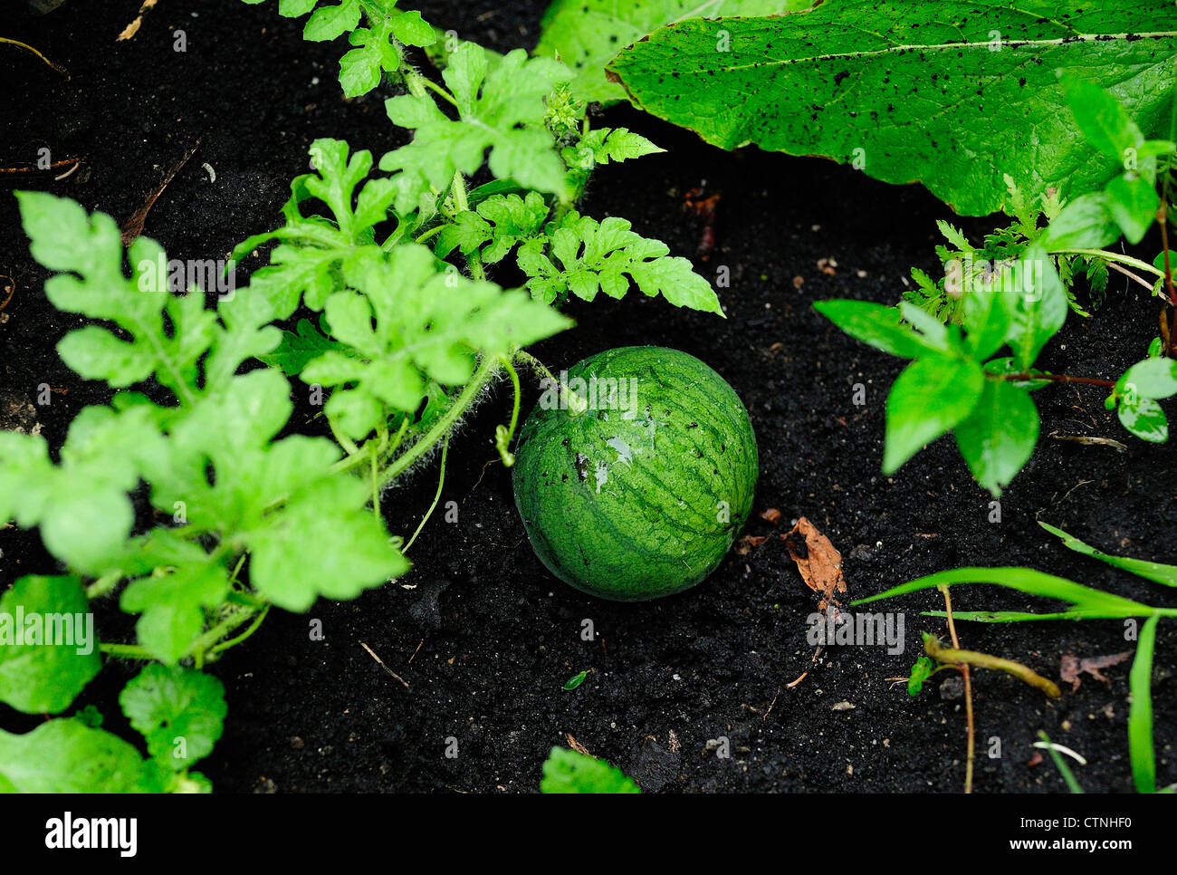 Watermelon growing on dark soil Stock Photo Alamy