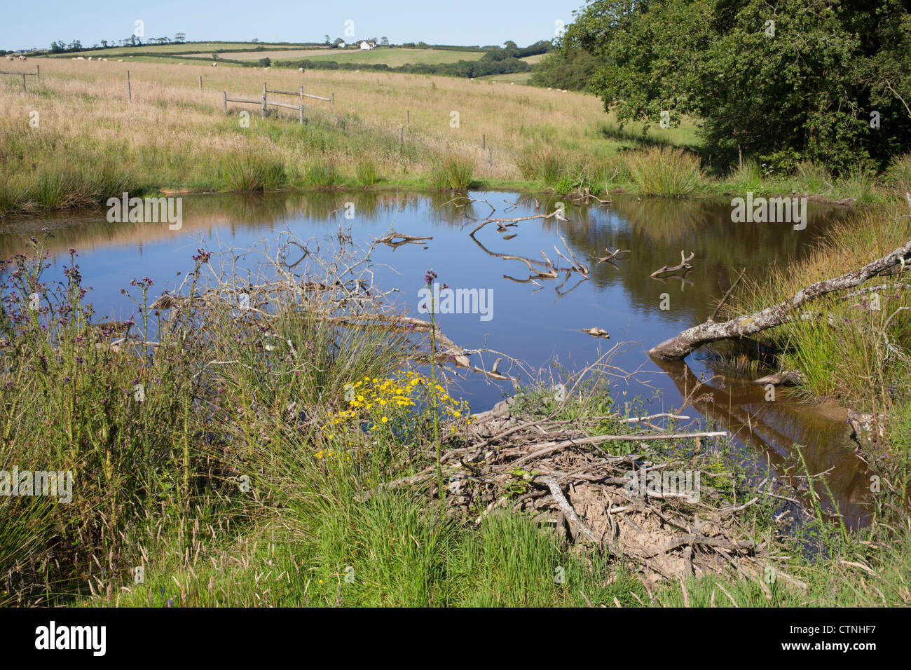 Beaver Lodge; beavers in captivity; UK Stock Photo