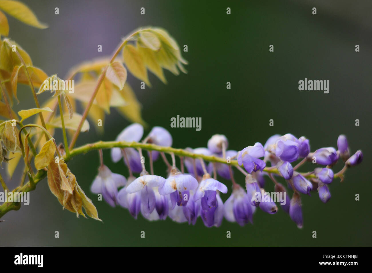 A wisteria flower UK Stock Photo Alamy