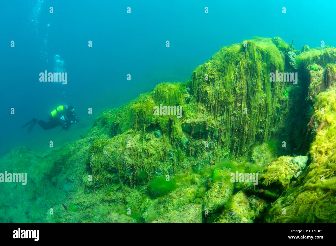 water silk, mermaid's tressses, or blanket weed (Spirogyra) the Ecological catastrophy for Baikal lake Stock Photo