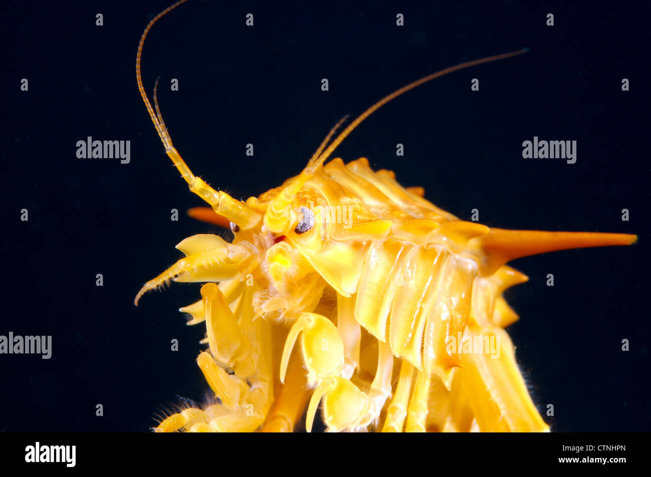 gammarus (Acanthogammarus victorii) and fish eggs, Baikal Lake, Siberia Russia Stock Photo