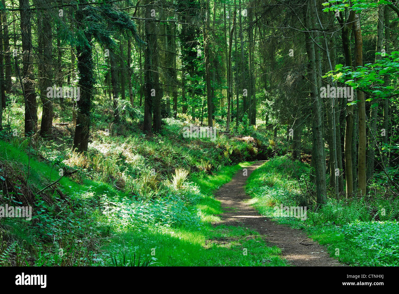 Dolebury Warren Woodland Trust wood, near Churchill, Somerset, UK Stock