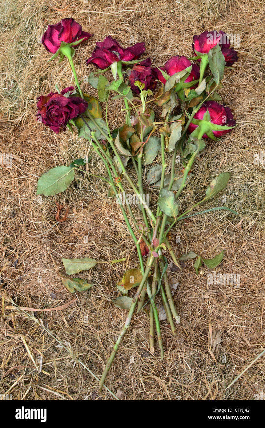 Dying roses lying on a pile of dry grass cuttings - symbolizing failed romance Stock Photo