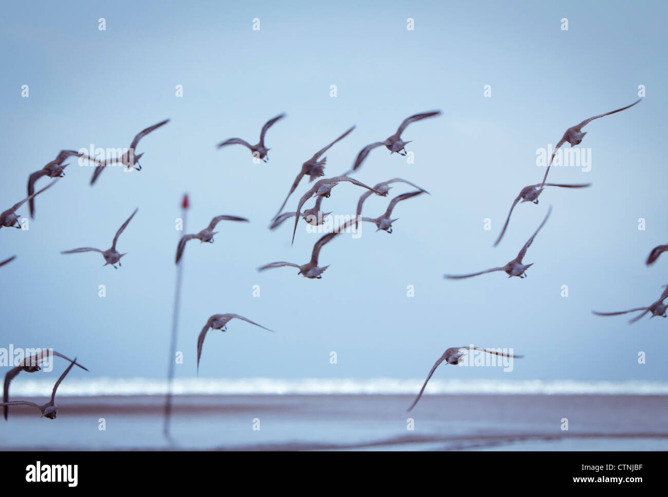 A Flock of birds in flight over a beach with the sea in the background Stock Photo