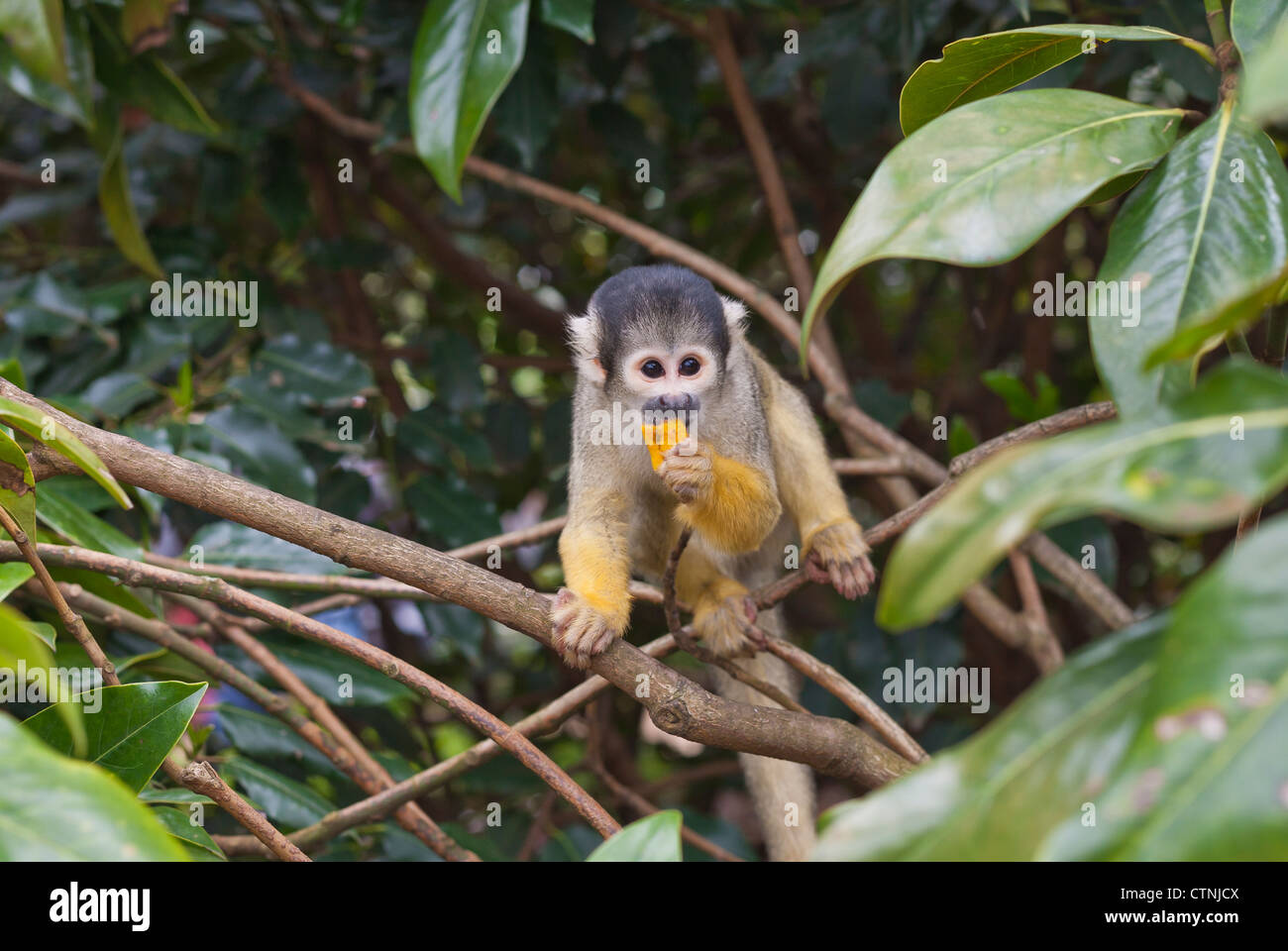 Black Capped Bolivian Squirrel Monkey at London Zoo Stock Photo