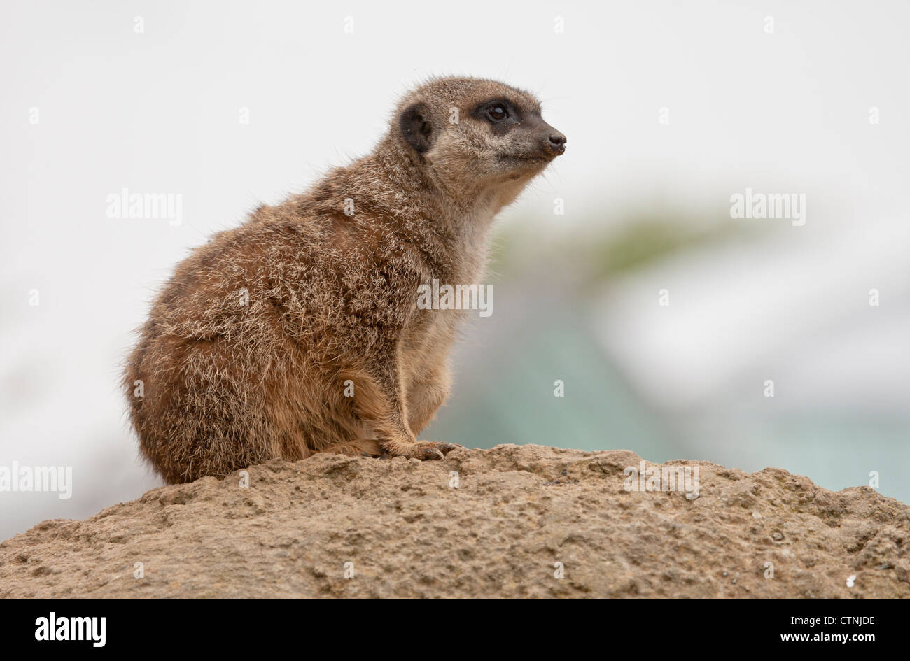 A Meerkat on look-out at London Zoo Stock Photo