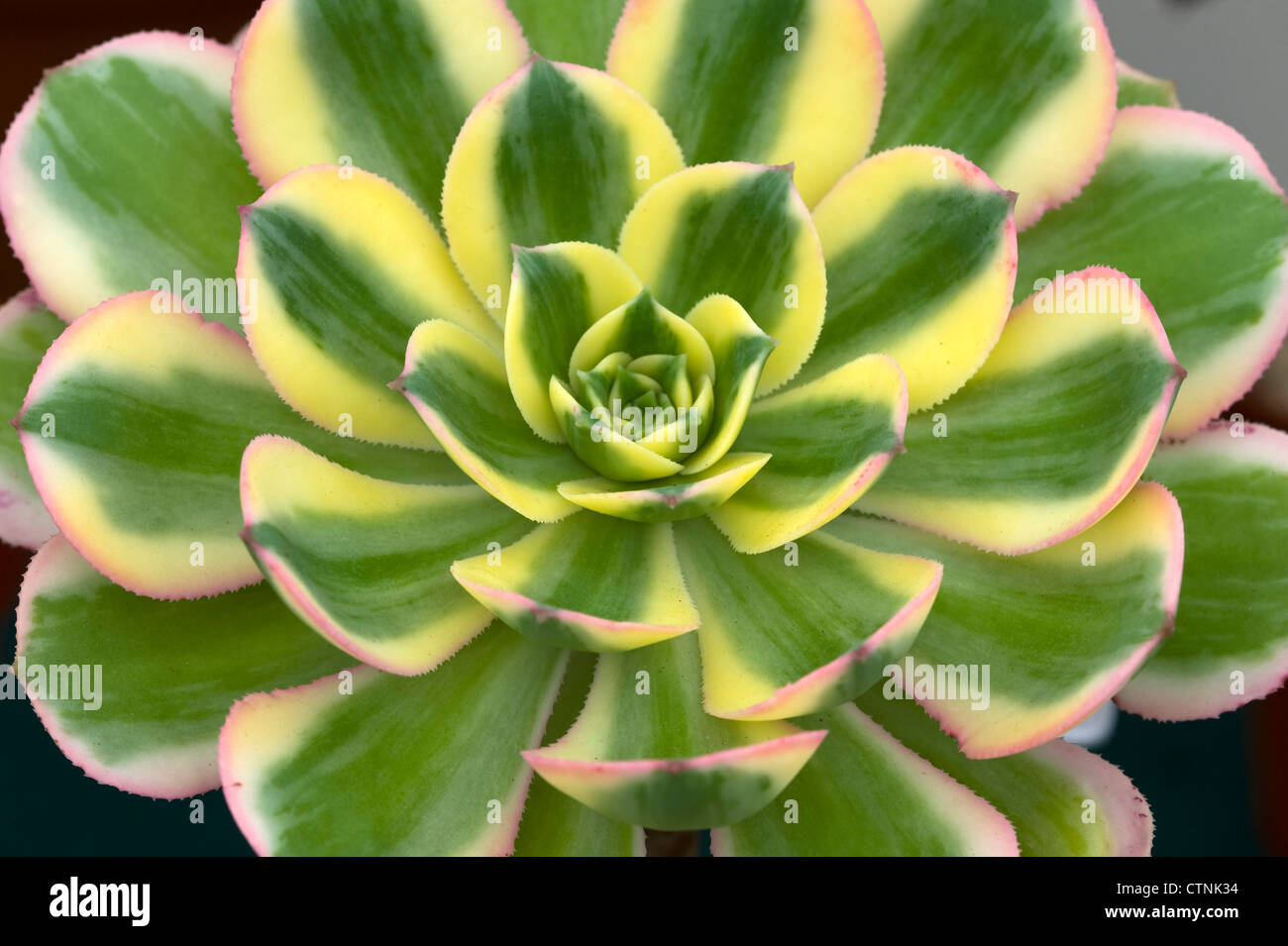 aeonium sunburst drought tolerant succulent  in close up closeup macro showing striped detail Stock Photo