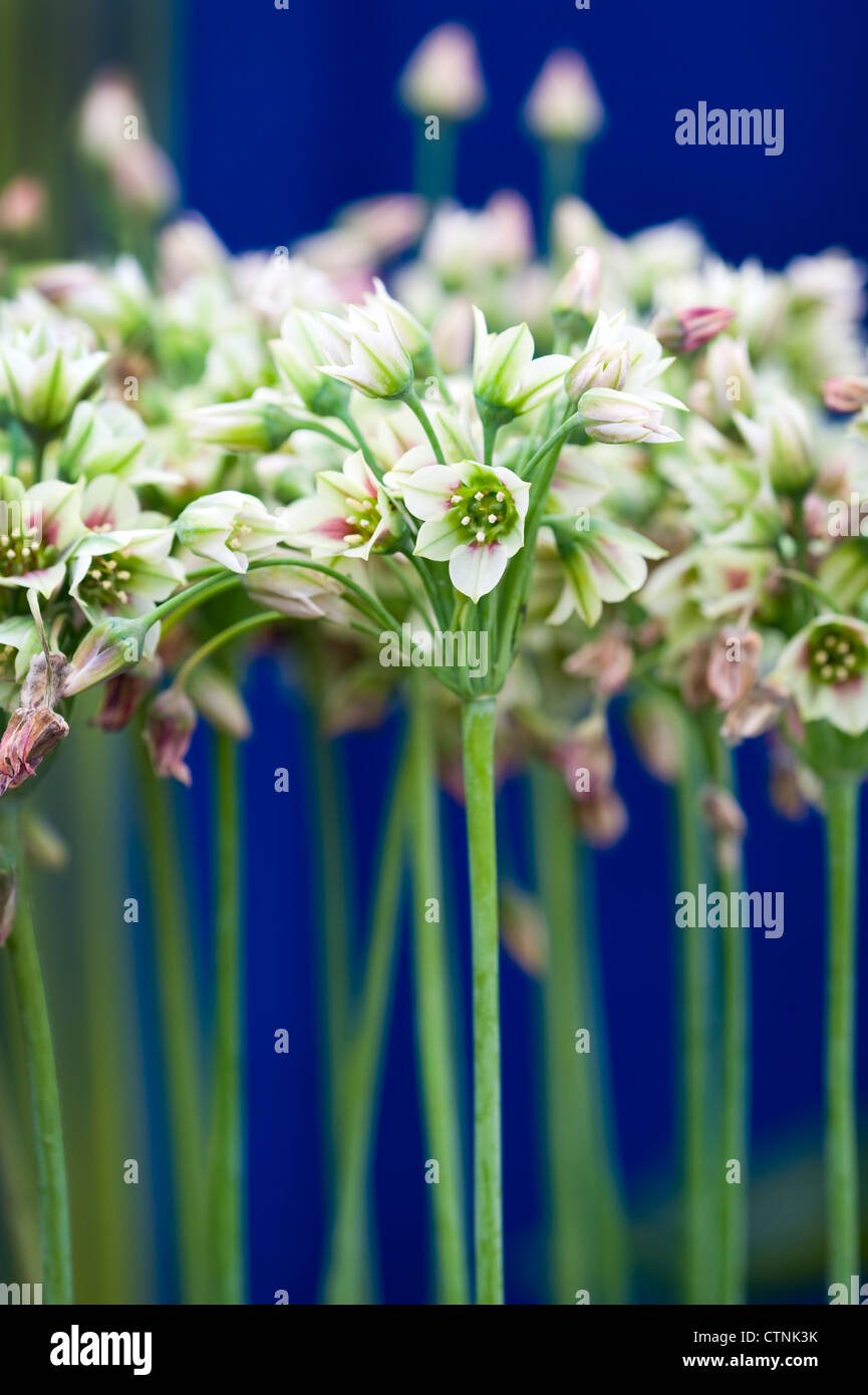 allium nectaroscordum siculum bulgaricum Stock Photo