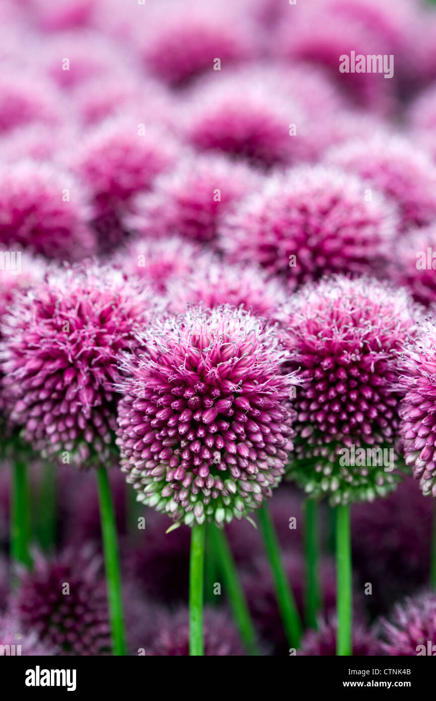 allium sphaerocephalon in flower Stock Photo