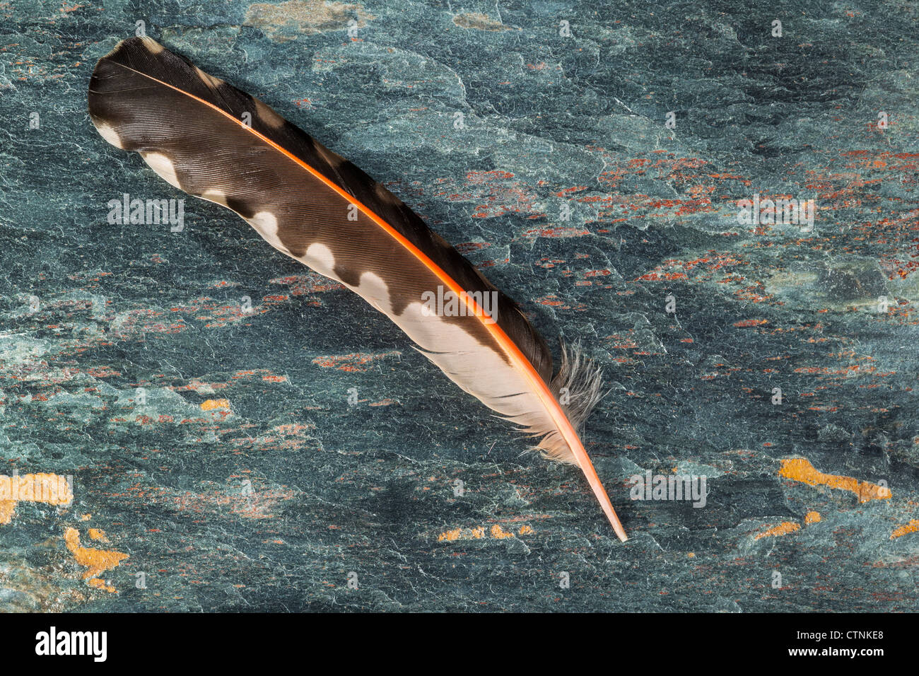 Single bright feather on natural stone background Stock Photo