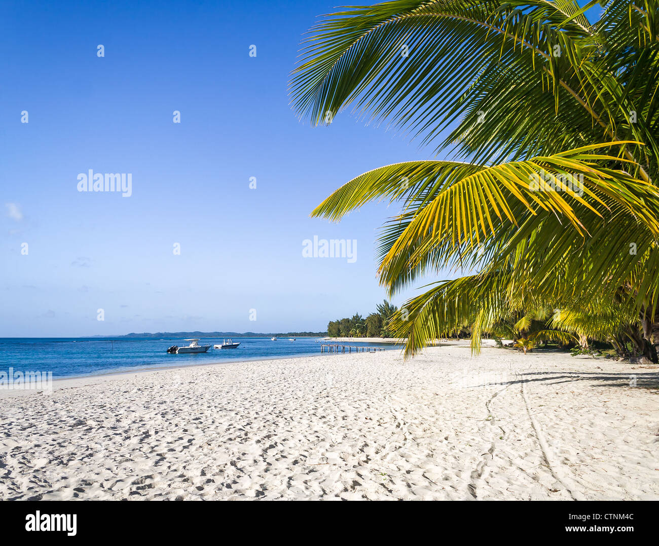 Beautiful sandy beach with coconut palm trees Stock Photo - Alamy