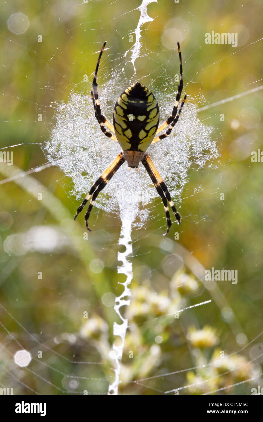Black and Yellow Argiope spider Argiope aurantia on web, early morning E USA Stock Photo