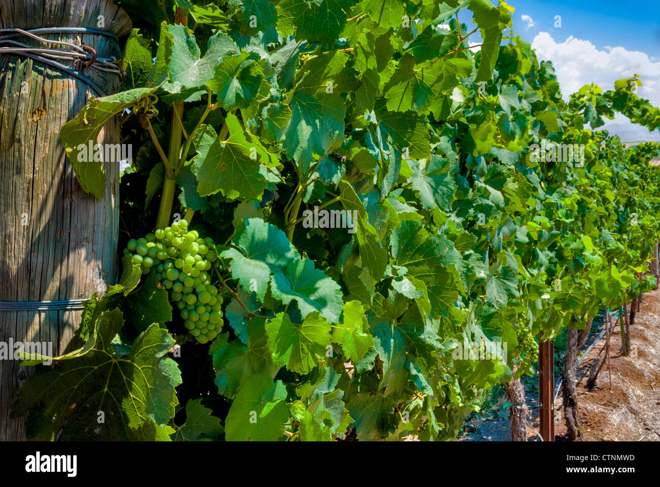 Wine Grape vines grow on a fence at a vineyard Stock Photo Alamy