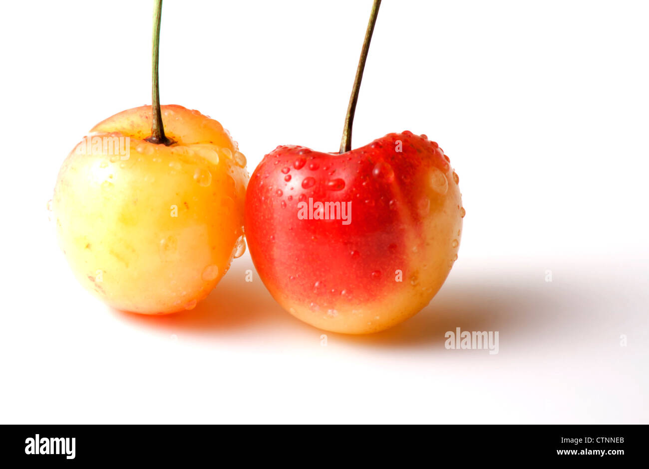 Two yellow and red Rainier cherries isolated on white background with copy space. Stock Photo