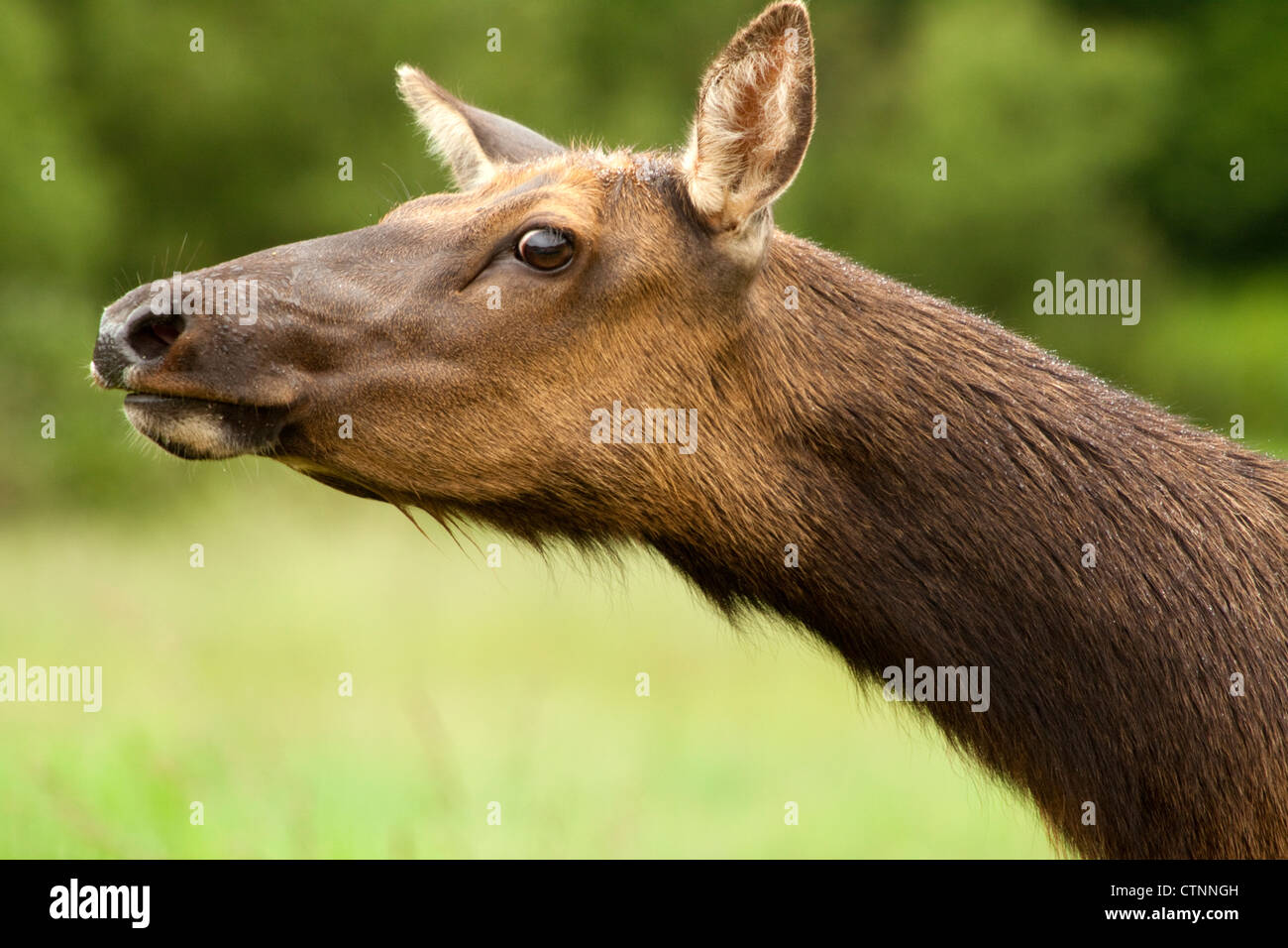 Curious cow elk watching others. COMMON NAME Roosevelt Elk. LATIN NAME Cervus canadensis roosevelti Stock Photo