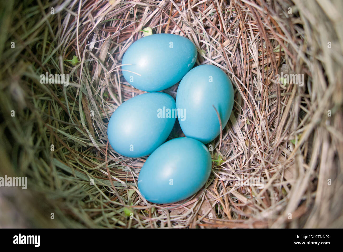 American Robin bird songbird Nest with Four Eggs - Close-up Stock Photo
