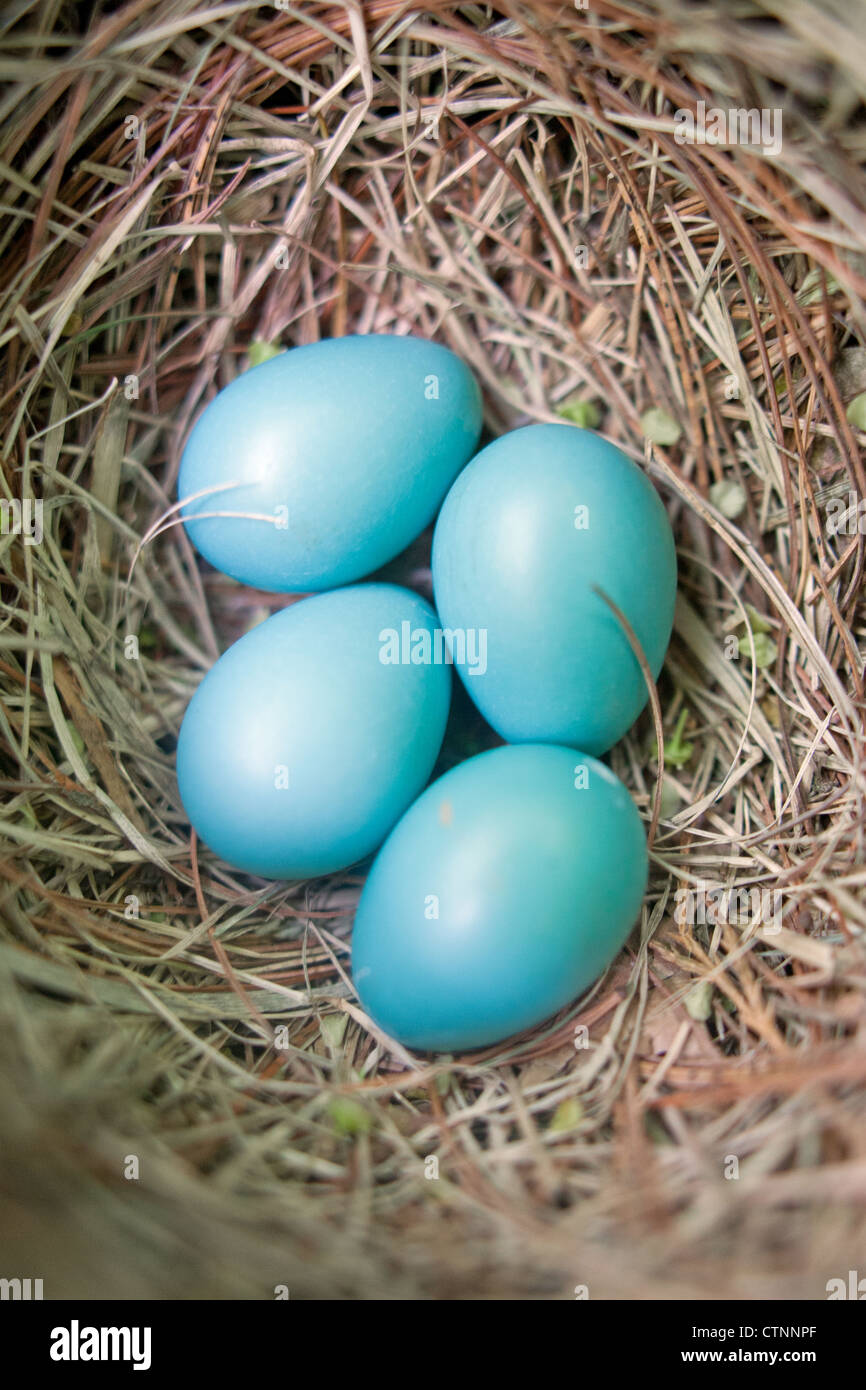 American Robin bird songbird Nest with Four Eggs - Close-up vertical Stock Photo
