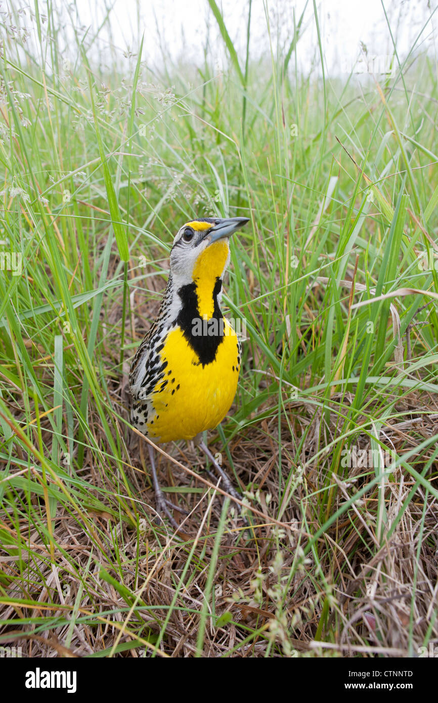 Eastern Meadowlark in a field vertical Stock Photo Alamy