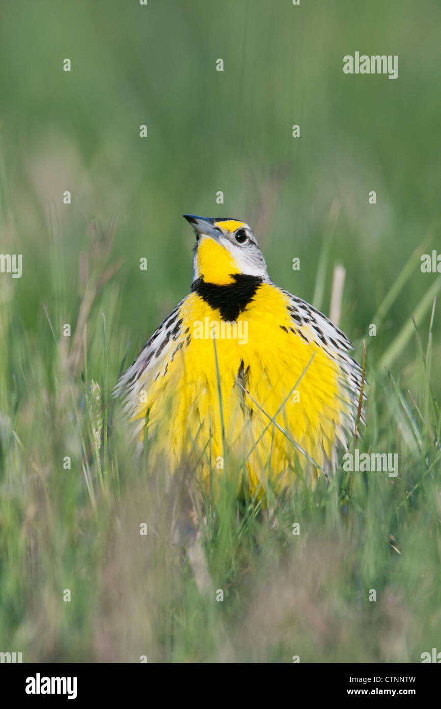 Eastern Meadowlark vertical Stock Photo Alamy