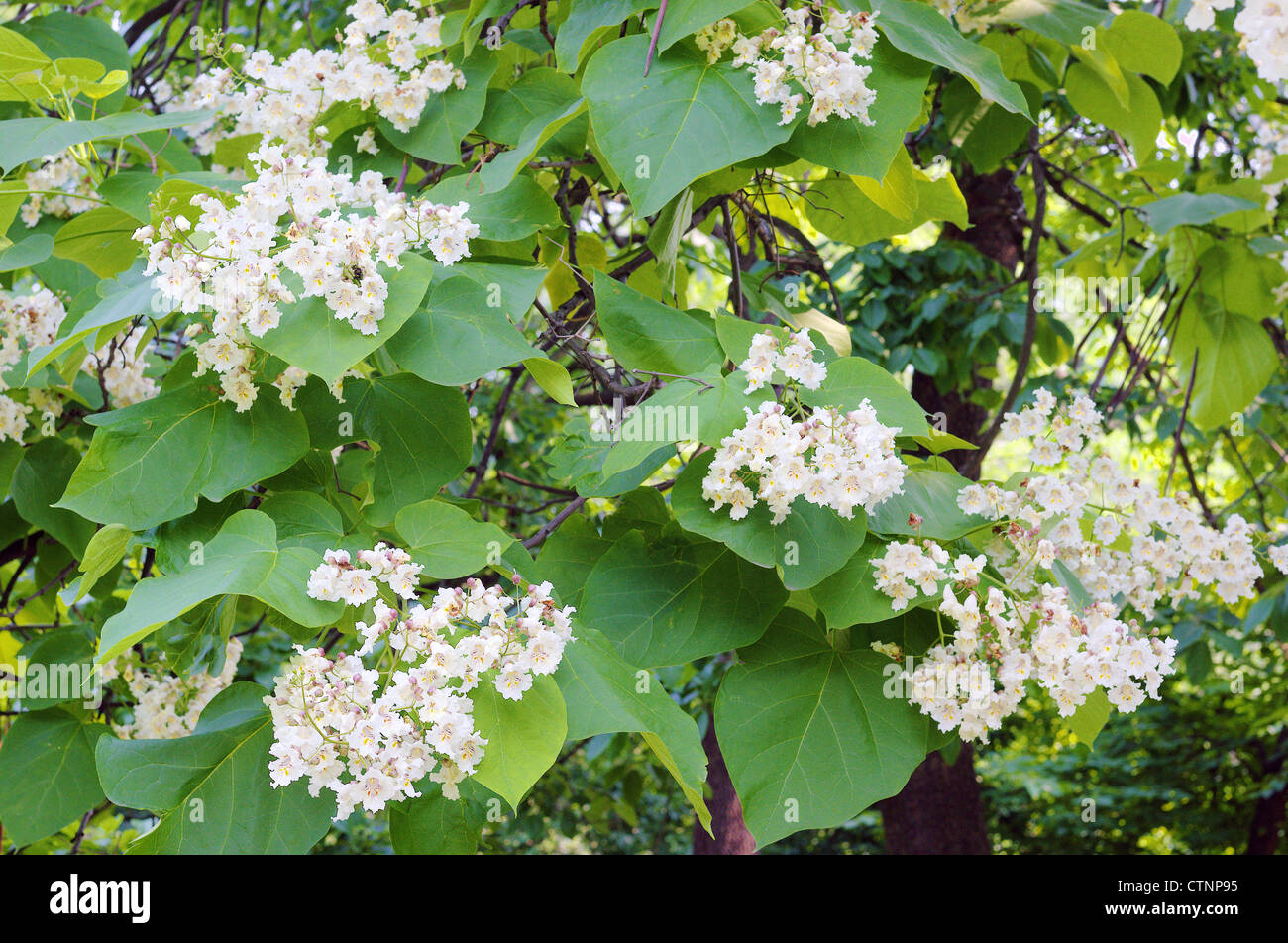 Indian Bean Tree blossom Catalpa bignonioides Stock Photo