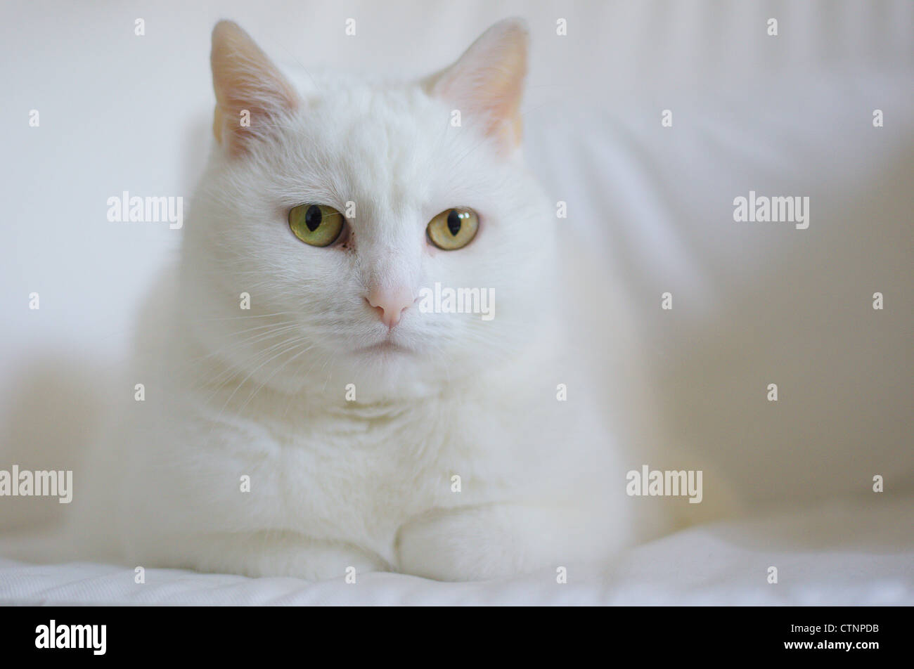 White cat sitting on the white armchair Stock Photo Alamy