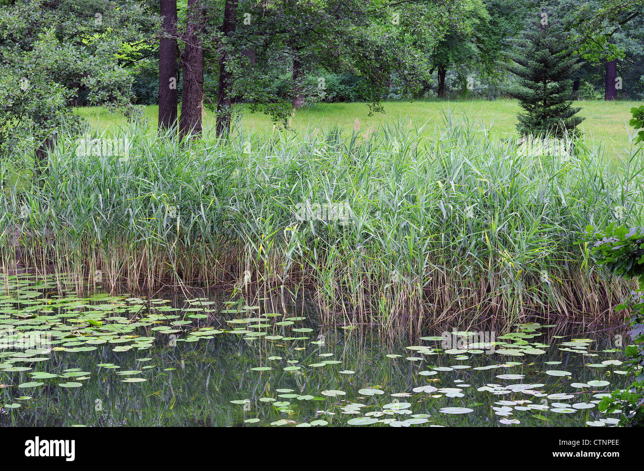 Reeds and still quiet tranquil peaceful water Wroclaw Park Szczytnicki Stock Photo