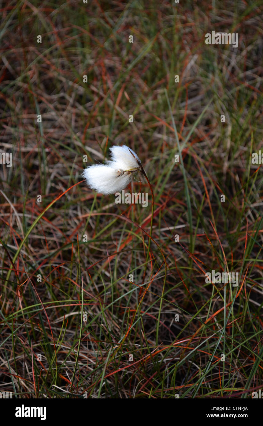cotton grass number 3197 Stock Photo
