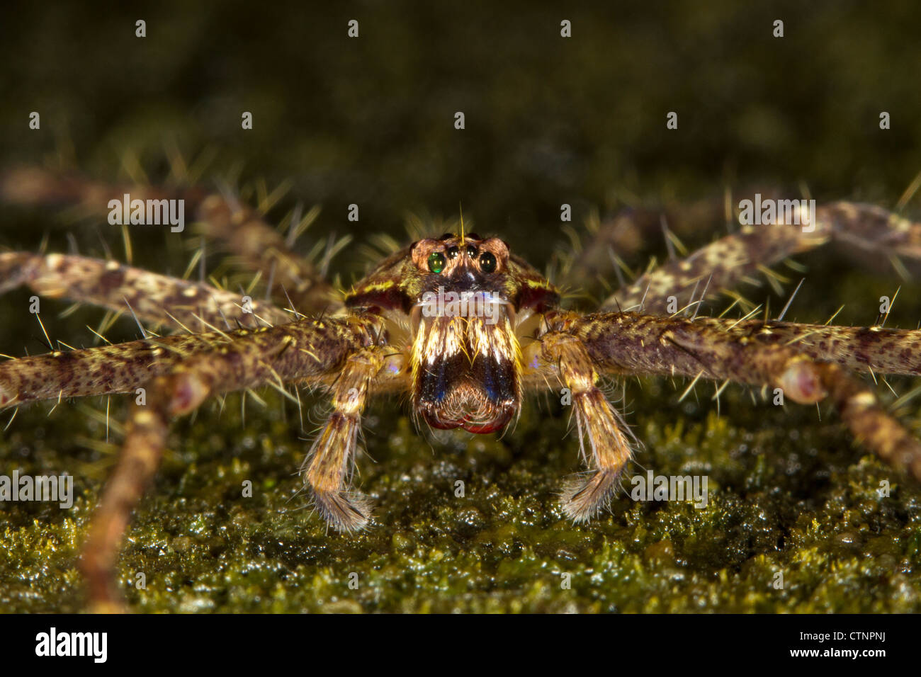 Giant Crab Spider (Sparassidae), Danum Valley Conservation Area, Malaysia Stock Photo