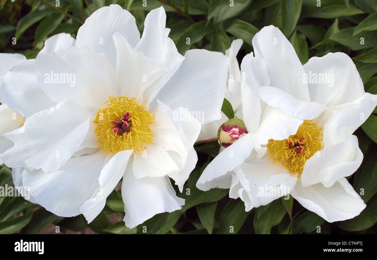 Pair of white peonies hires stock photography and images Alamy