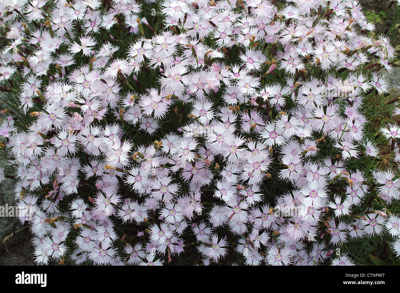 White carnation flowers Dianthus plumarius Stock Photo