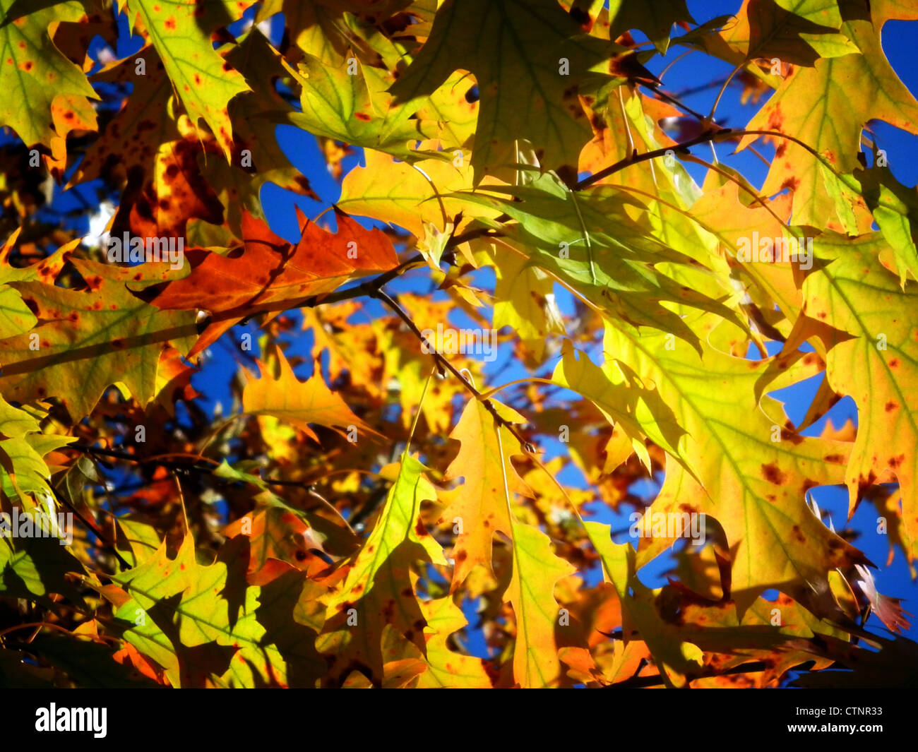 Golden autumn leaves Stock Photo - Alamy