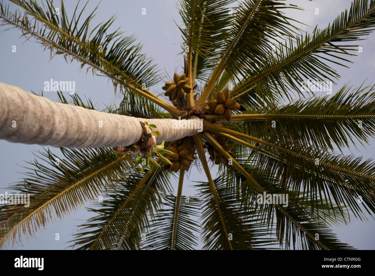 Coconut Palm growing at Wongaling beach, a section of Mission Beach
