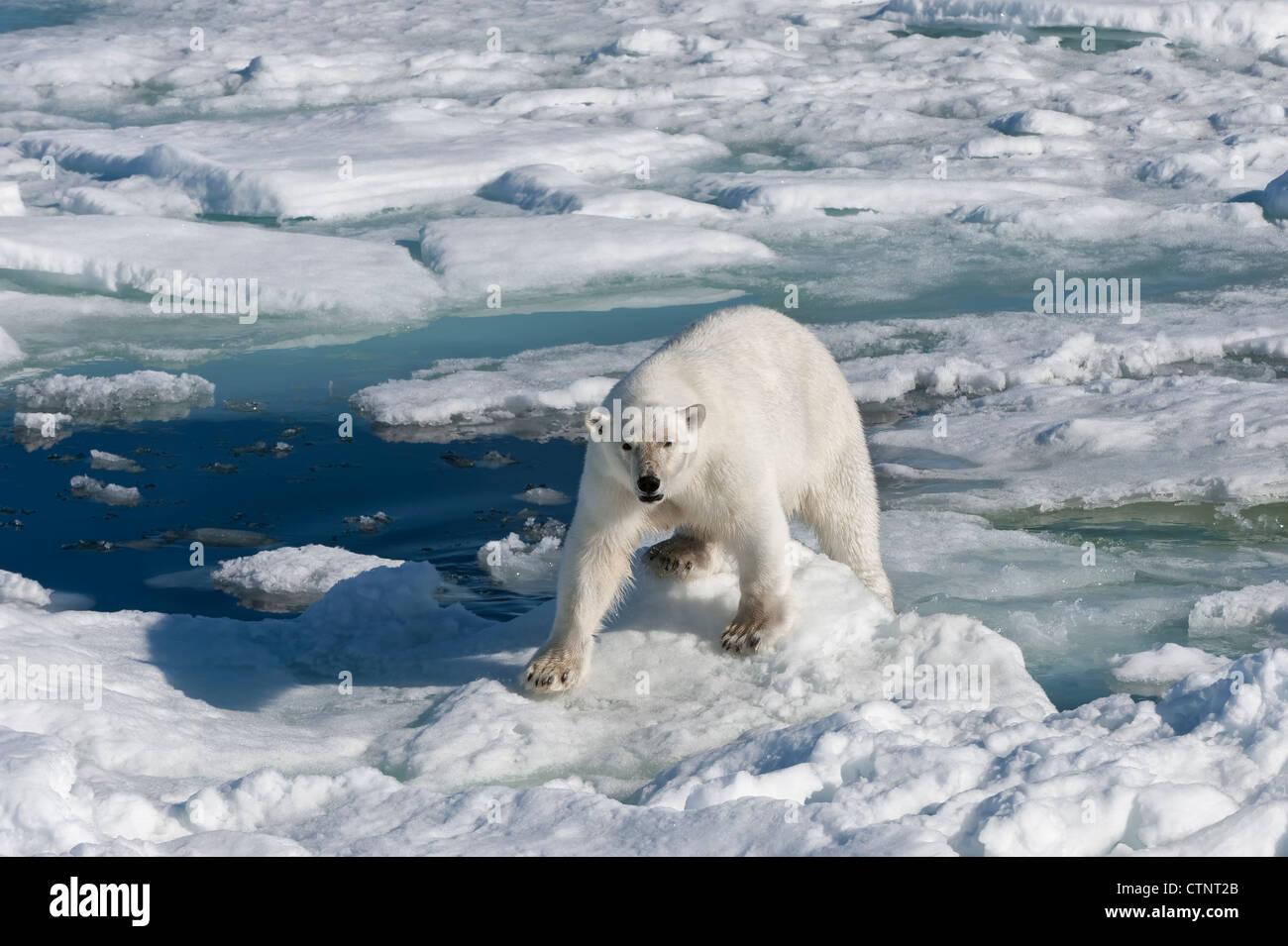 Female Polar bear (Ursus maritimus) on pack ice, Svalbard Archipelago, Barents Sea, Norway Stock Photo